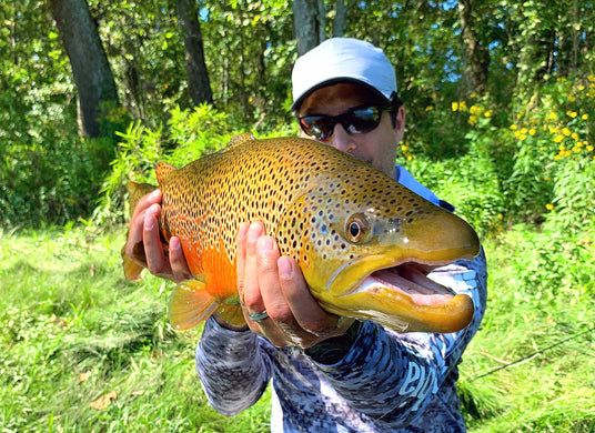 Brown Trout up close and personal